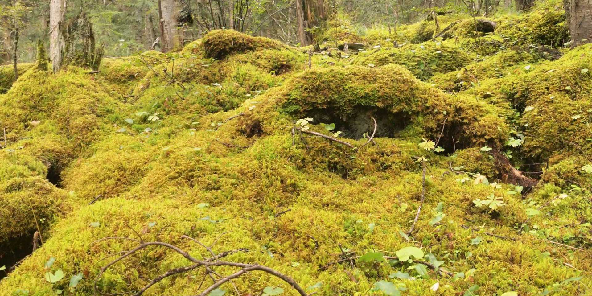 Understory bryophyte layer in a subalpine forest