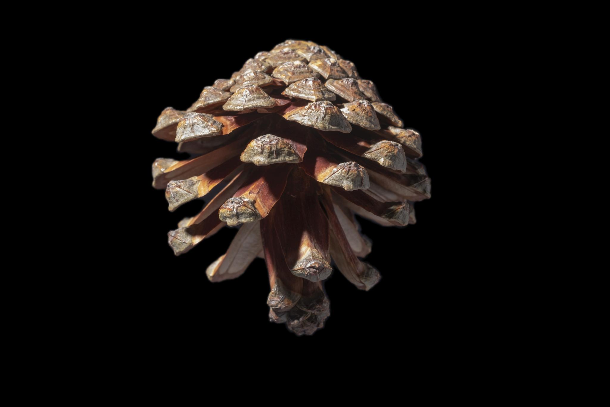 A Cone from Pinus densata